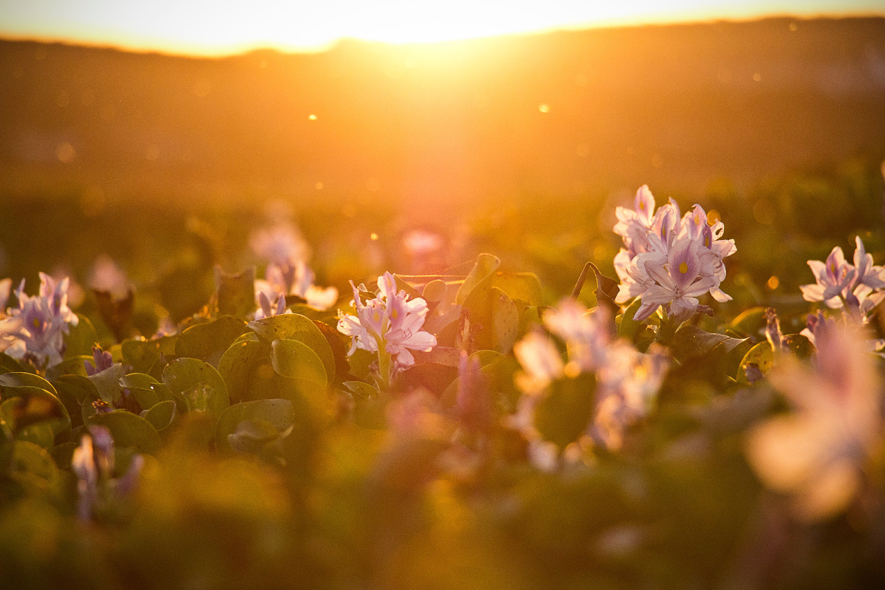 Flowers field